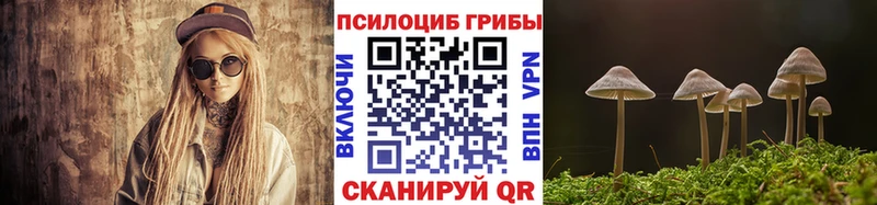 закладка Вытегра Галлюциногенные грибы Psilocybe